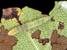 Bucculatrix ulmifoliae  гусеница